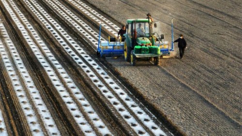 Xinjiang’da pamuk ekimi başladı