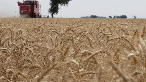 Çin’de tahıl rekoru
