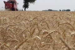 Çin’de tahıl rekoru