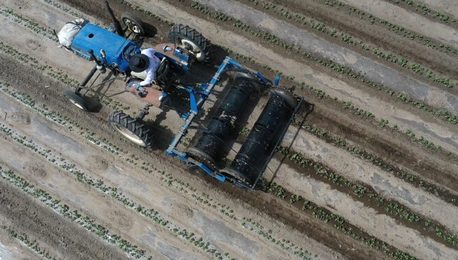 Xinjiang’da pamuğun mekanik hasat oranı yüzde 80’i aştı