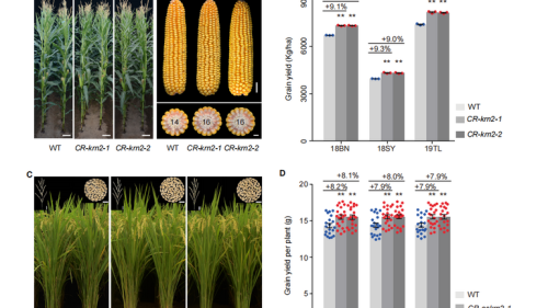 Çinli araştırmacılar aynı anda pirinç ve mısır verimini arttıran anahtar geni keşfetti